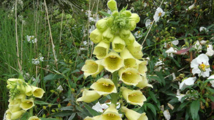 Наперстянка крупноцветковая (Digiatlis grandiflora)