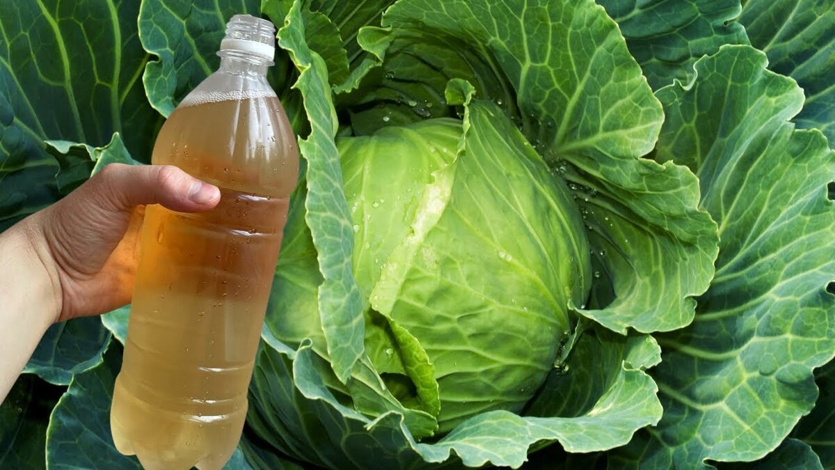 фото взято из открытых источников