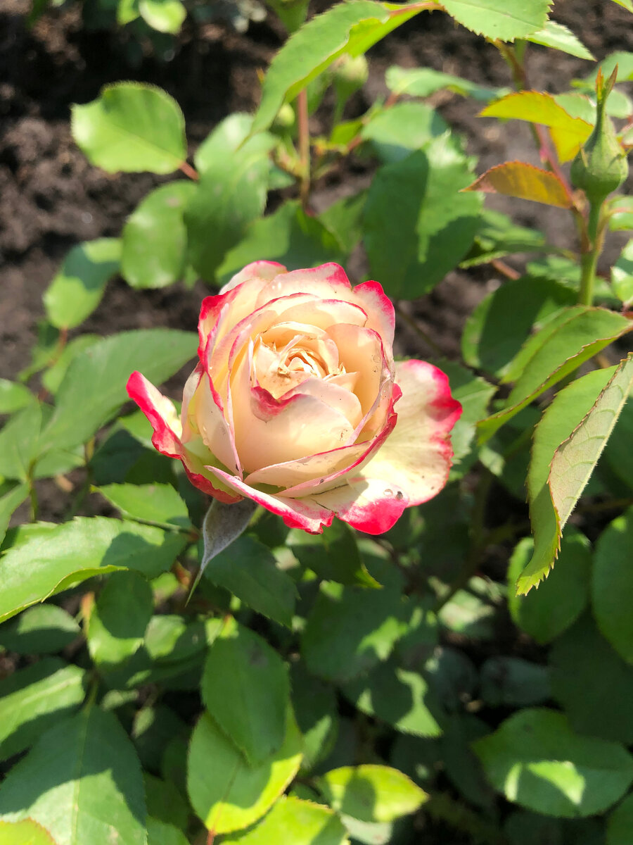 роза Юбилей принца Монако