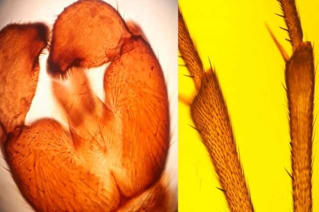    Комарики под микроскопом Фото: личный архив/ Людмила Комарова