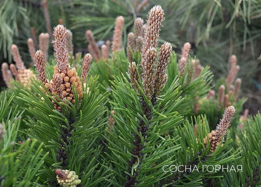 Сосна горная