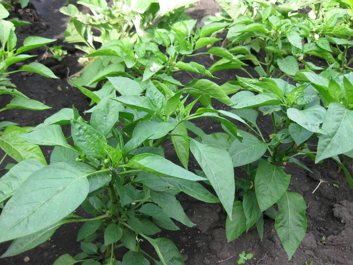 Кусты болгарского перца из семян магазинного перца