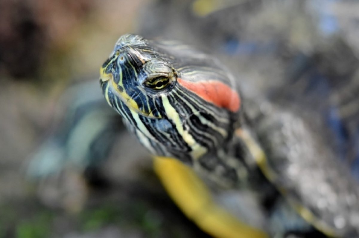    Часто люди не готовы ухаживать за красноухими и выбрасывают их.