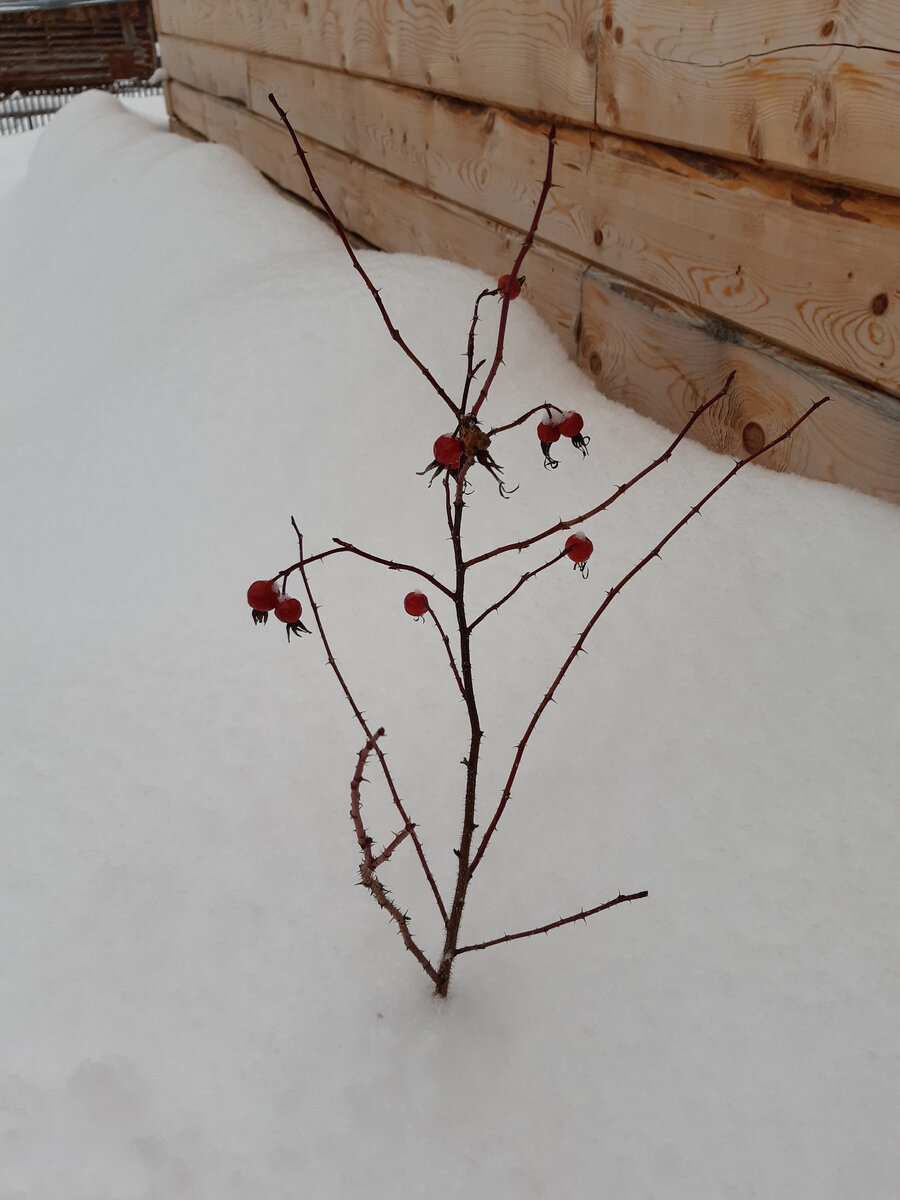Даже шиповник не замерз. Или это особый морозоустойчивый сорт?