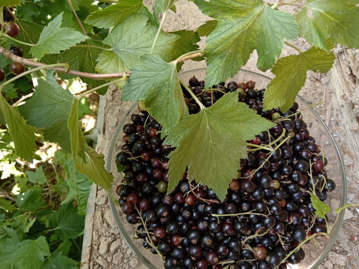 Варенье из черной смородины на зиму, пошаговый рецепт с фото