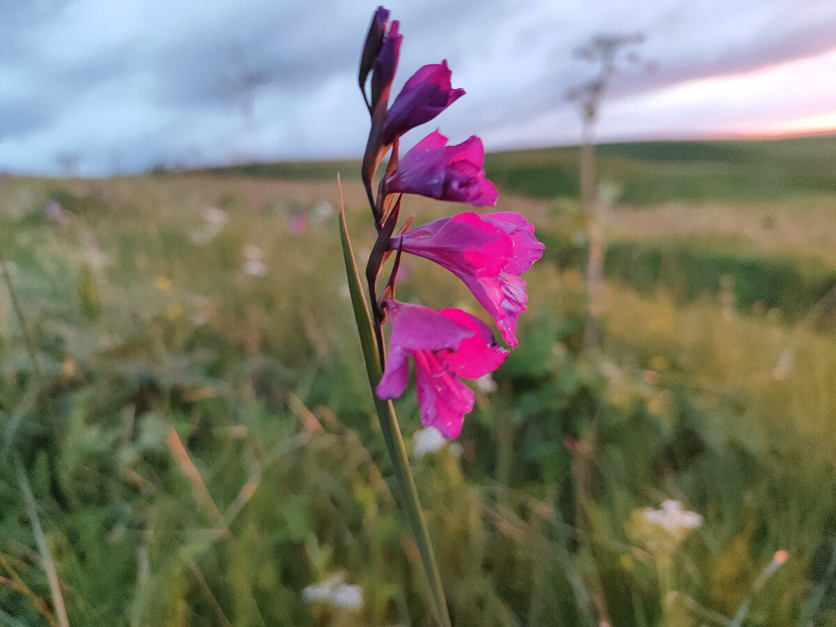 Шпажник болотный. Альпийские луга КЧР близ Учкекена. 01.07.2023г.