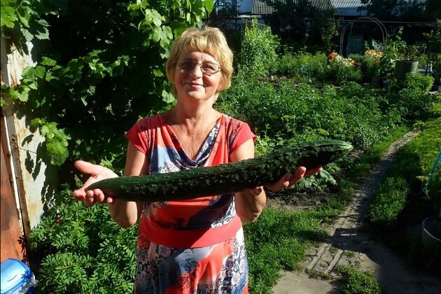 Переросшие огурцы - в дело 