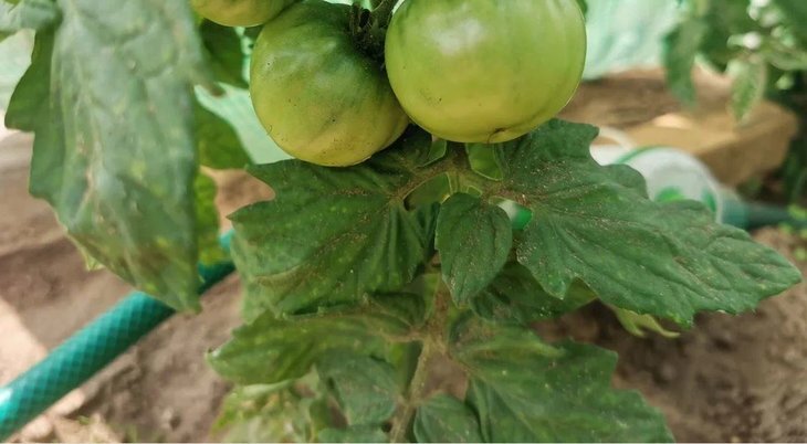    Профилактика фитофтороза в теплице в дождливое лето