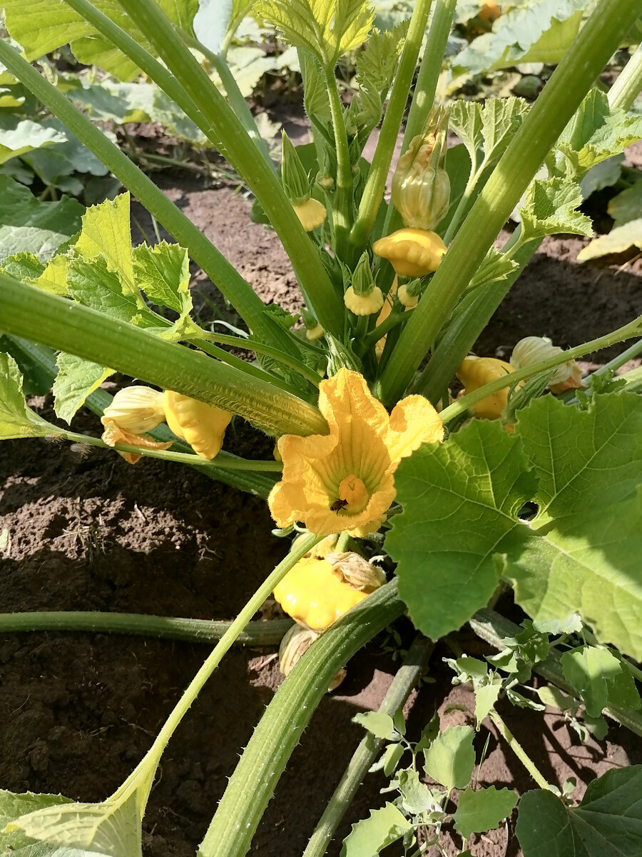 И до самой осени.