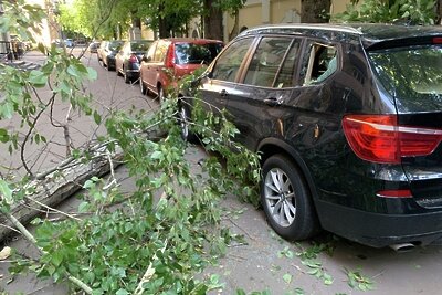    Ветви дерева, поваленного сильным ветром ©Владимир Баранов РИА Новости