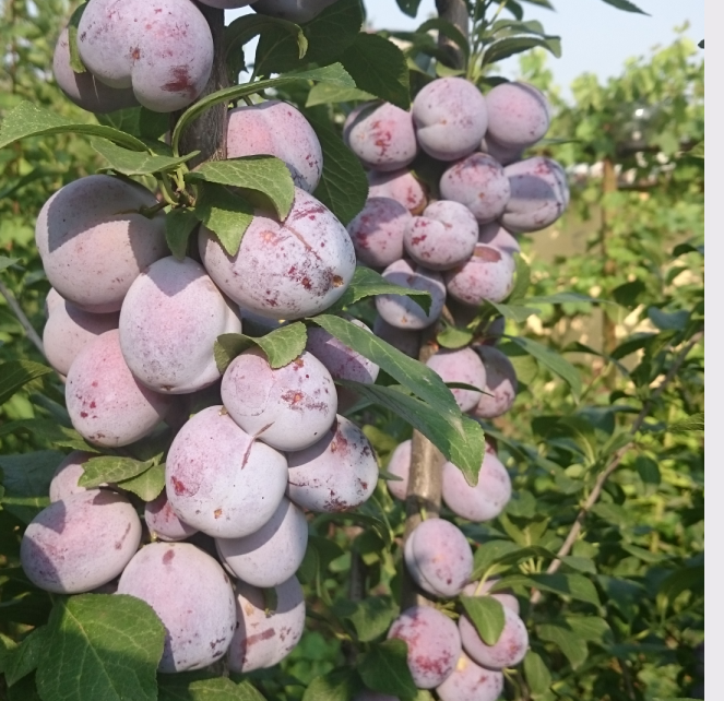 Например, обычная картина на сливе в моем саду.