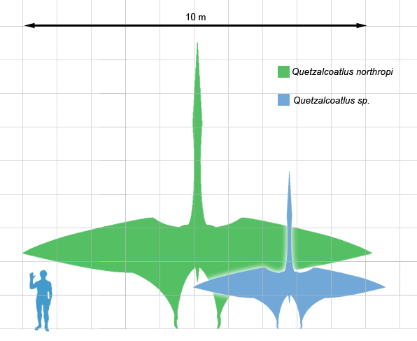 Сравнение размеров Quetzalcoatlus northropi и Quetzalcoatlus sp. с человеком. Автор неизвестен. 