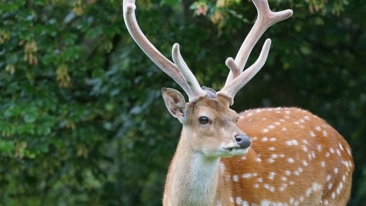     Ранее сообщалось о том, что животные будут отловлены и отправлены в Карельский зоопарк. Информацию для КарелИнформа прокомментировали специалисты администрации Харлуского сельского поселения.