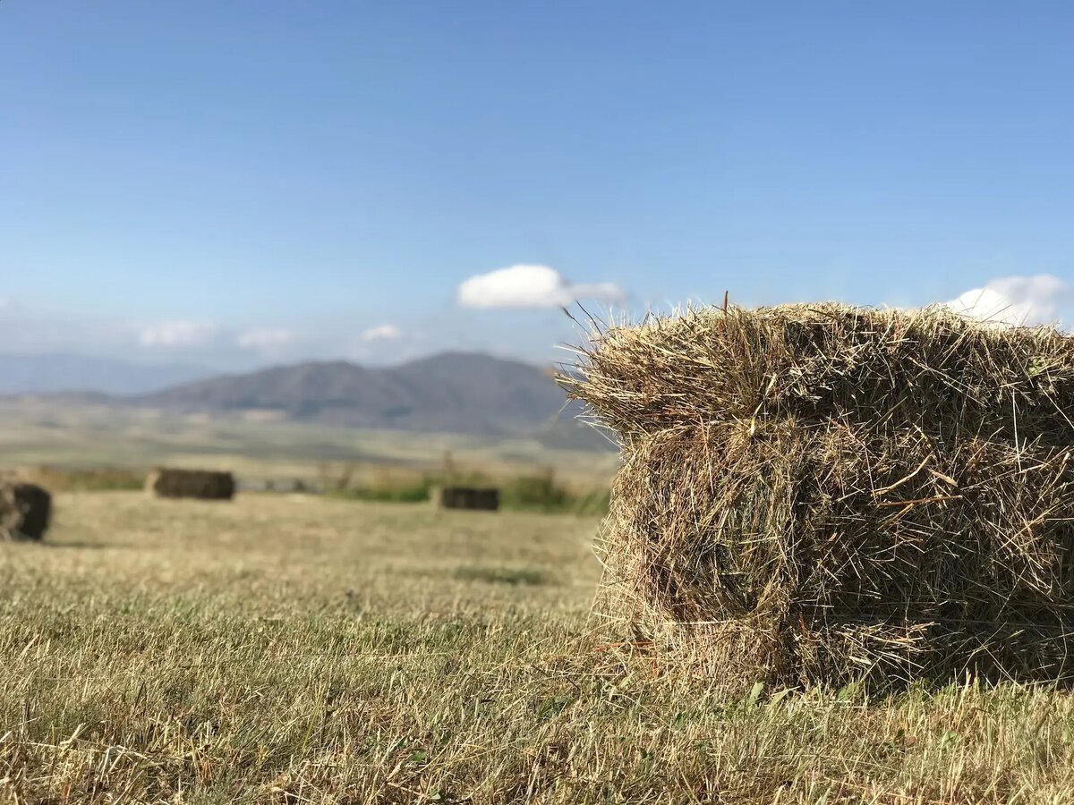 Лошадь сено в день