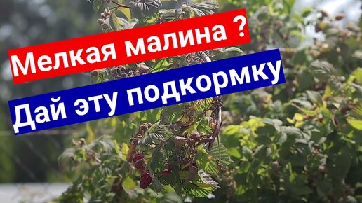 Если у малины мелкие ягоды - подкорми! С этим удобрением малины будет много #малина