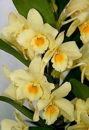 Мой безымянный дендробиум, но тоже очень любимый.