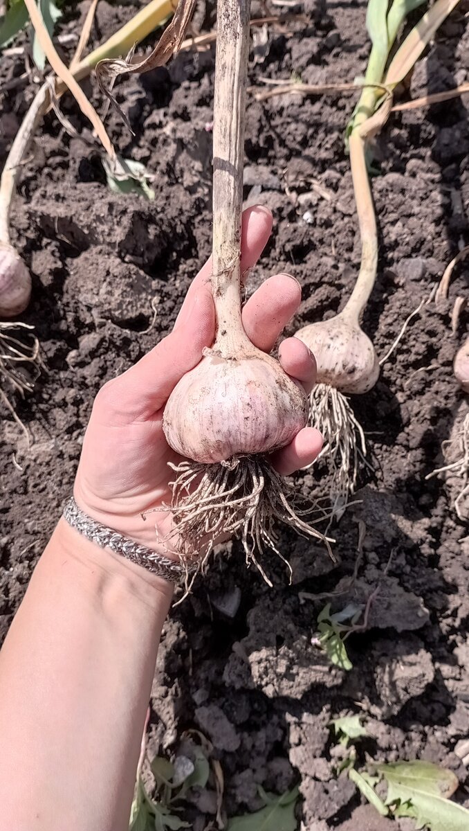 Нарастил "бороду"