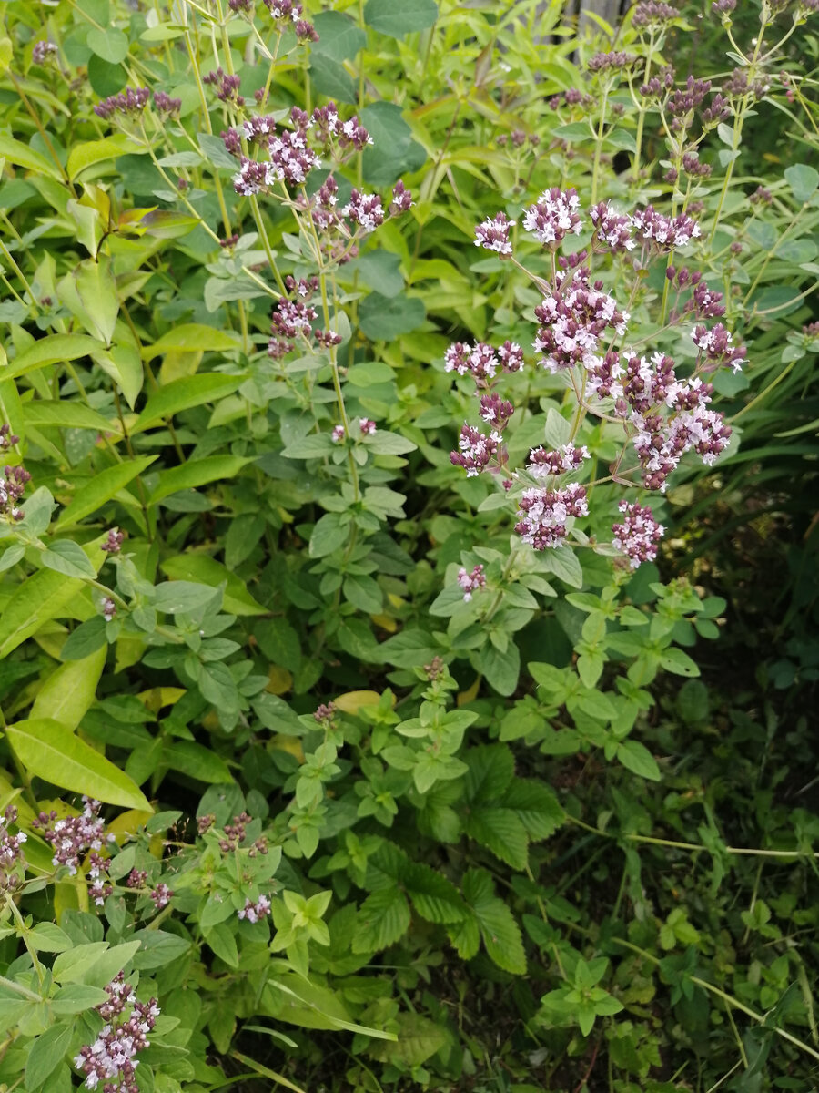 Душица обыкновенная Origanum vulgare сырье