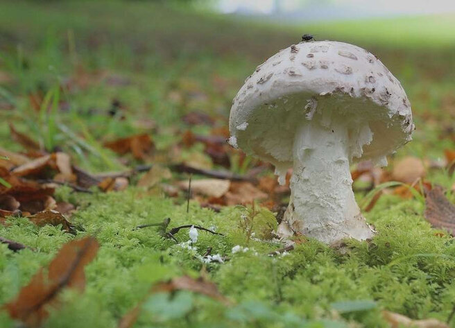 Фото из красной книги России.