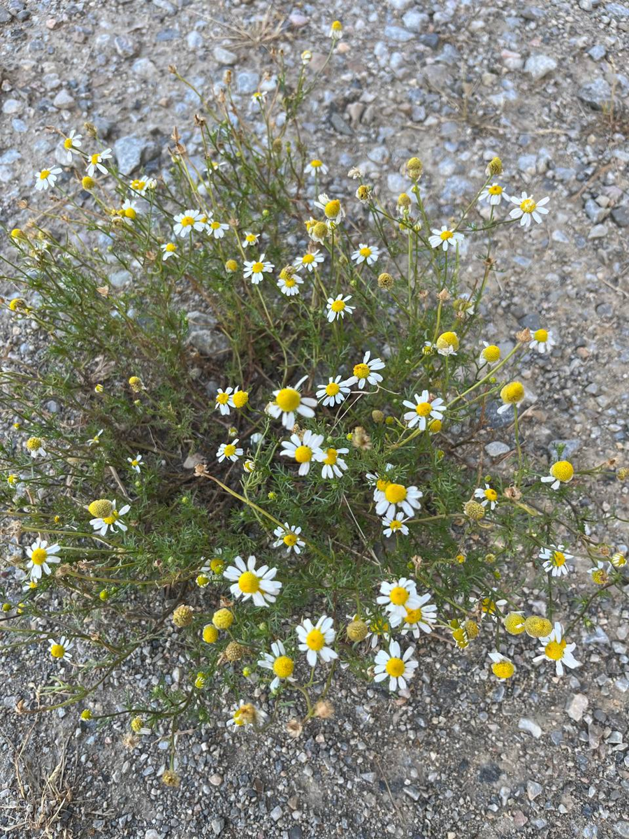 Аптечная ромашка под ногами