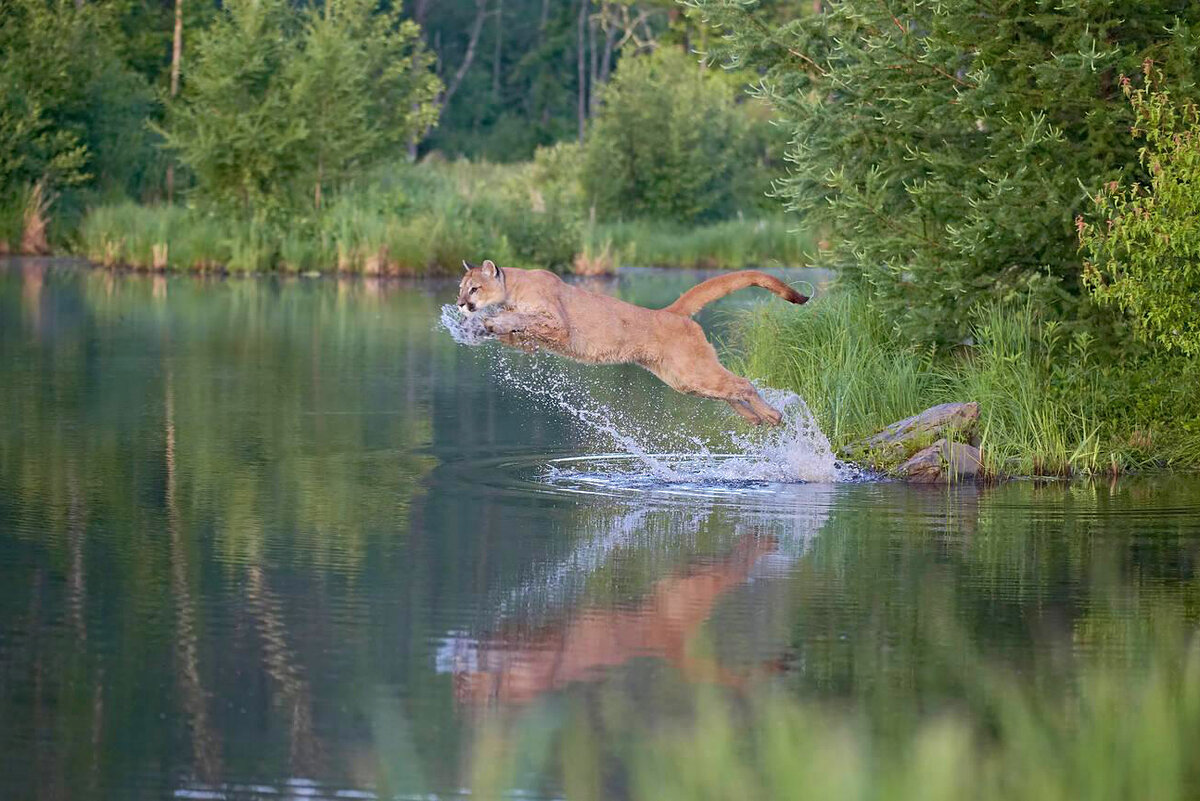 Пума ещё и самая крупная из «малых кошек». В холке до 60—80 см, вес 100-120 кг.