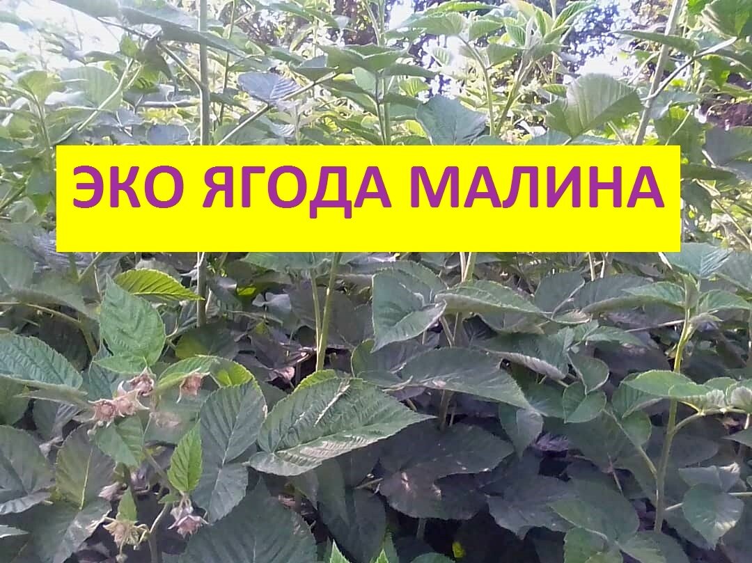 Эко малина