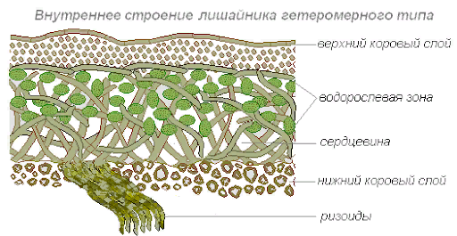 Схематичное строение тела лишайника