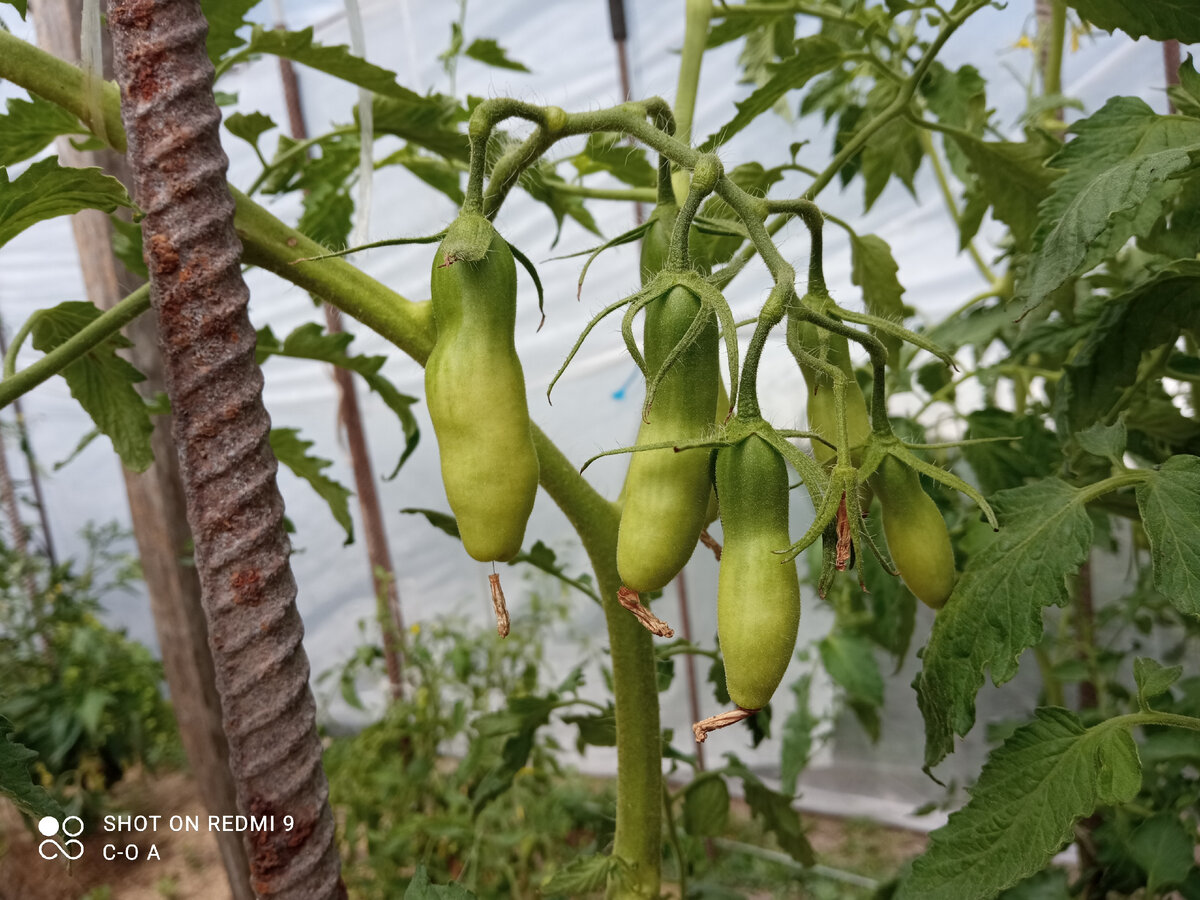 Очень подвержены вершинной гнили длинноплодные и крупноплодные томаты. Фото автора.