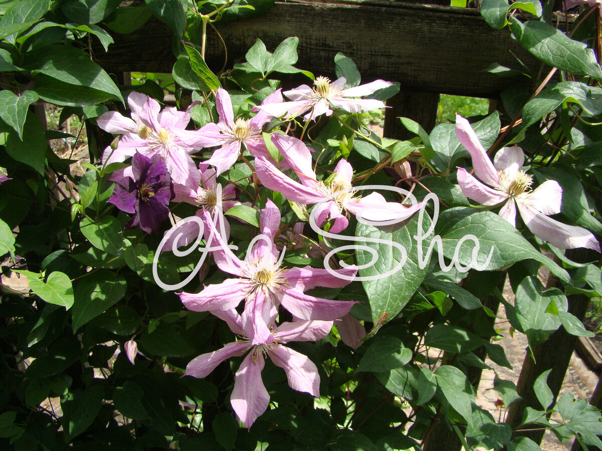 Ялтинский Этюд