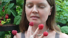 Малина геркулес. Малина гусар ремонтантная. Дзен малина. 3. Малина обыкновенная гусар.