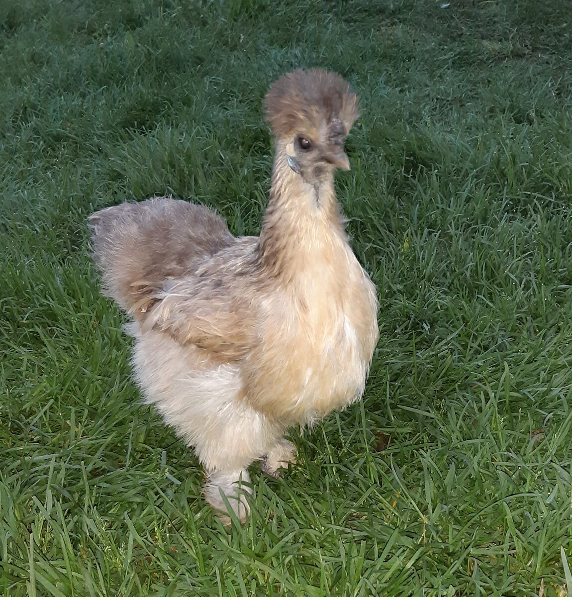 Наша любимца - Сиоми)))