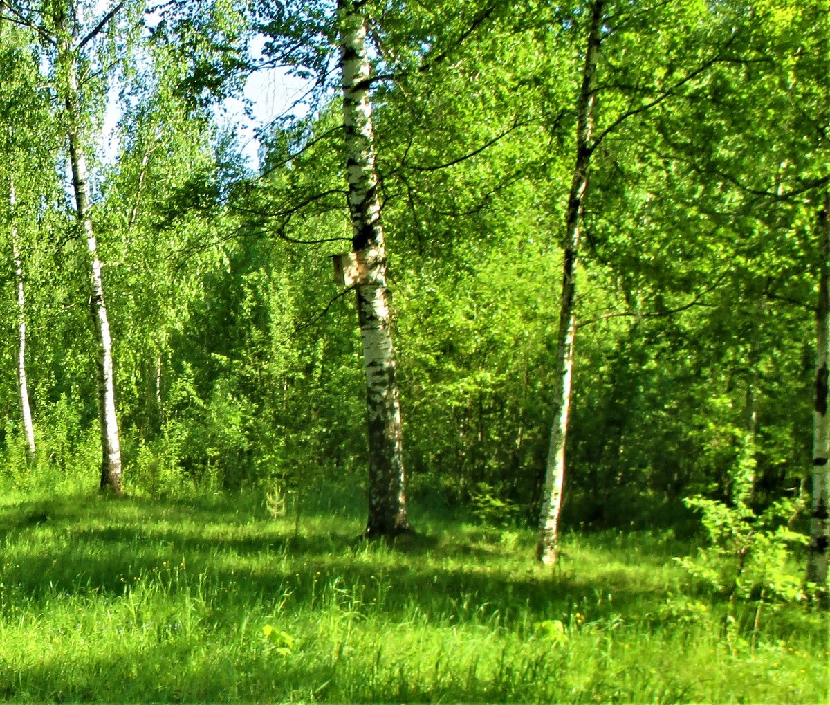 Фото автора. Сделано на территории особо охраняемой природной территории – памятник природы «Березовая роща»; находится в городе Тверь, поселке ВНИИСВ (Химинститута) Московское шоссе 