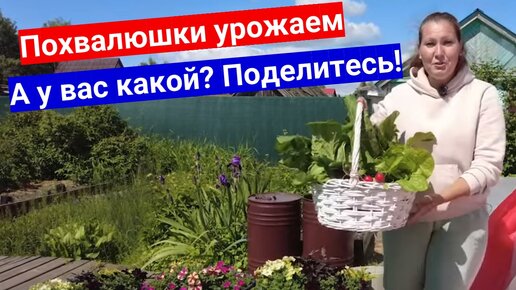 Грядки ломятся от урожая, прямо слюнки текут - щедрый урожай июня 2023.