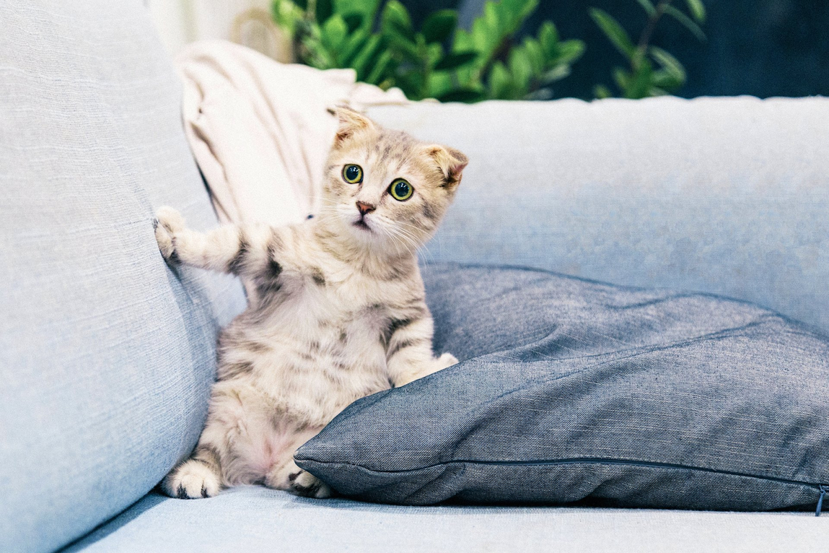 Фото: Tran Mau Tri Tam / Unsplash