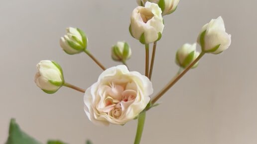 ох уж эта Галина! Naturlana Pelargonio Дзен