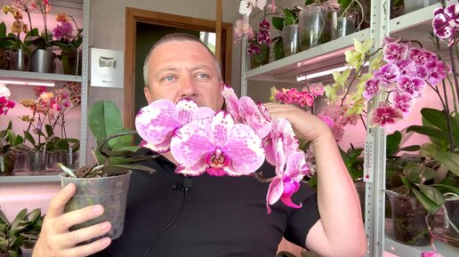 не стоит увлекаться ЭТИМИ орхидеями новичку / капризные орхидеи мой рейтинг №2