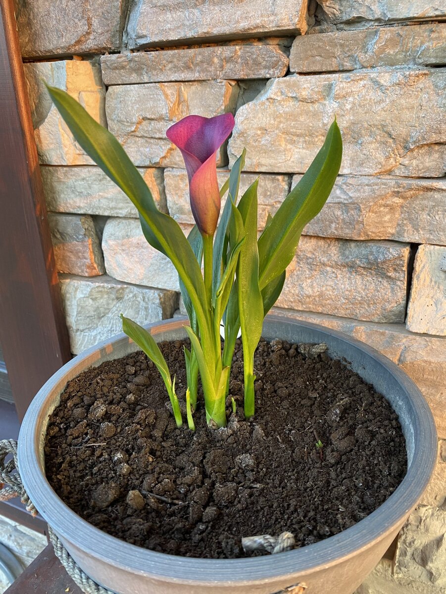 Каллы цветение