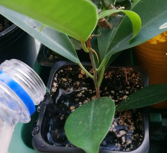 Верхний полив.