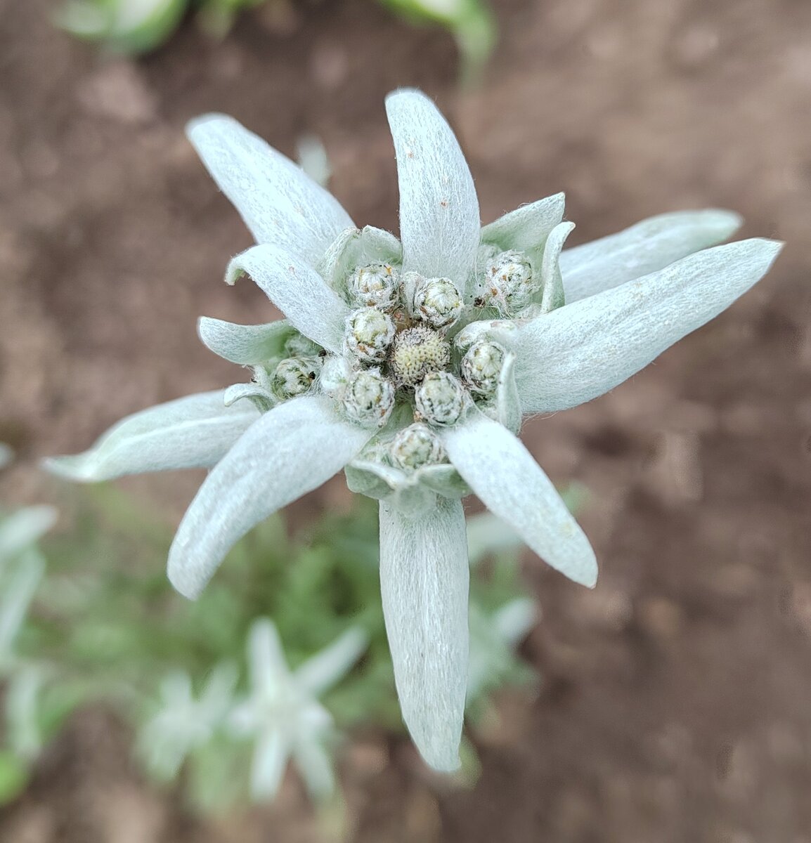 Leontopodium alpinum Cass Эдельвейс Альпийский