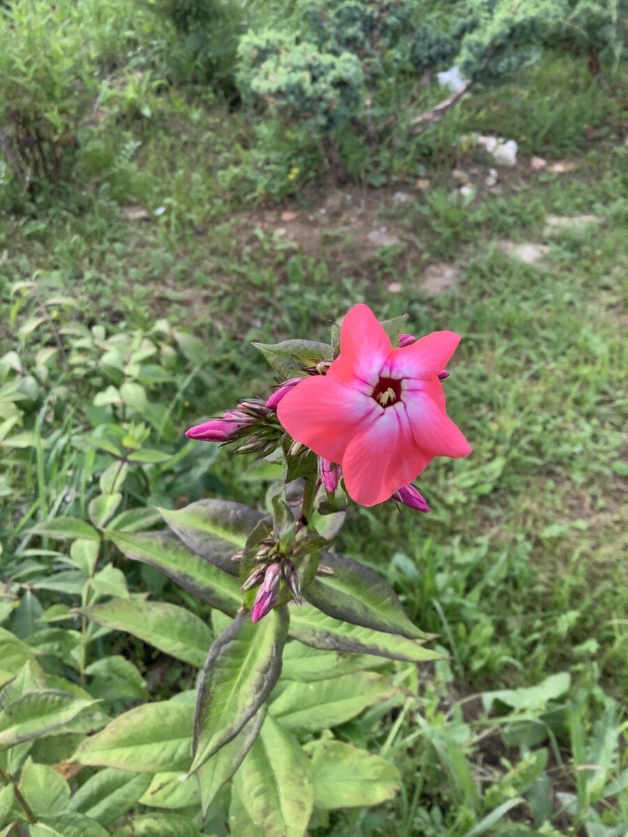 Безымянный любимец. Цветение не очень пышное, но цвет и размер цветка примечательные