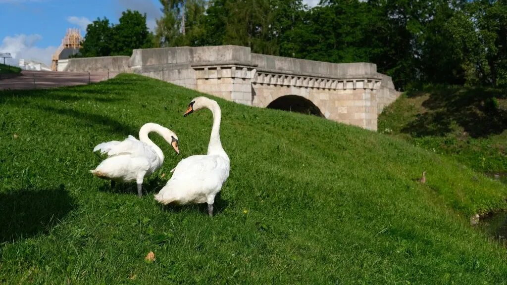 Лебеди в зооуголке Центрального парка переехали в новый вольер