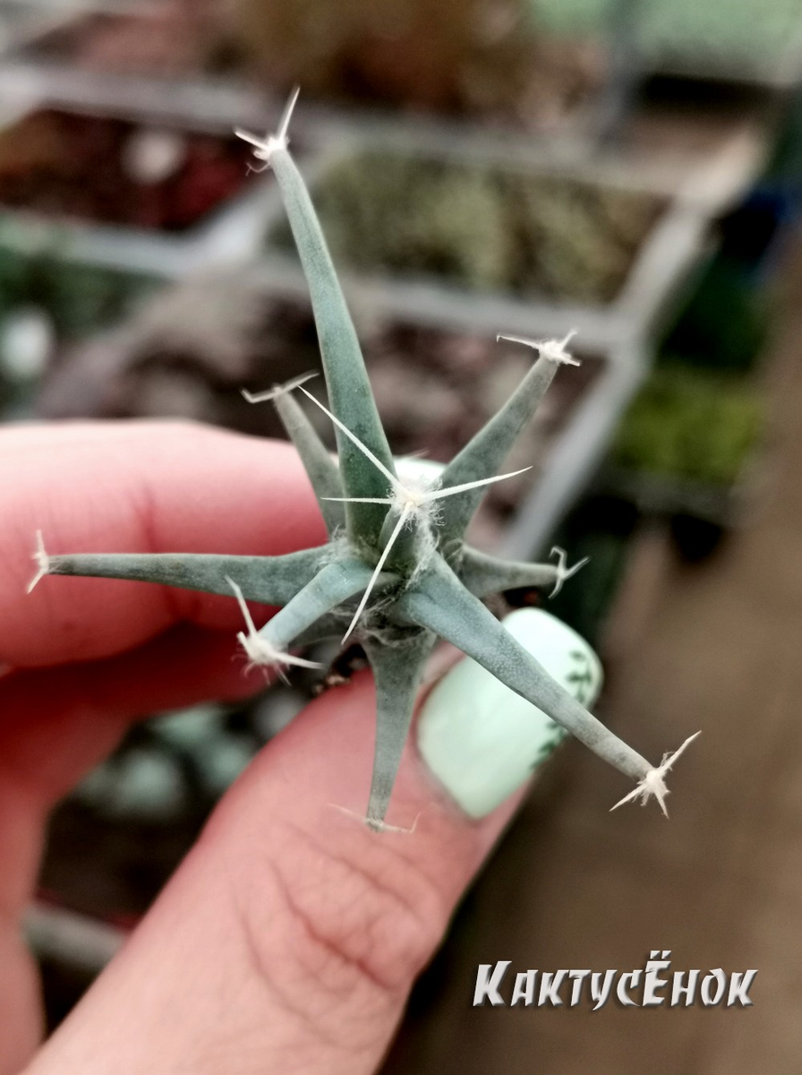 ЛЕЙХТЕНБЕРГИЯ (LEUCHTENBERGIA). черенок. высота - 4 см, диаметр - 3 см, цена по акции - 299 руб., доставка почтой России в любой город России. фото из питомника Кактусёнок. РФ. такой черенок вы получите, заказав Лихтенбергию на нашем сайте Кактусёнок. РФ