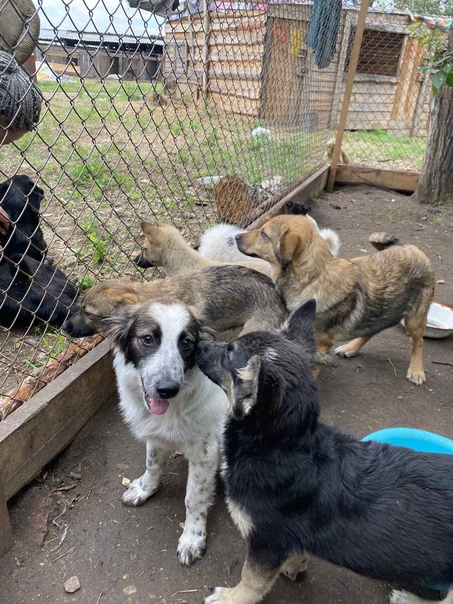 Поцелуйчики