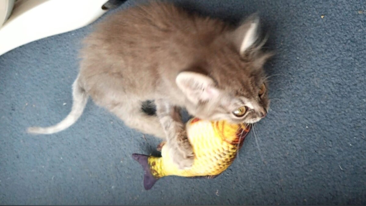 Котёночек стал весёлым. Это даёт хорошие надежды