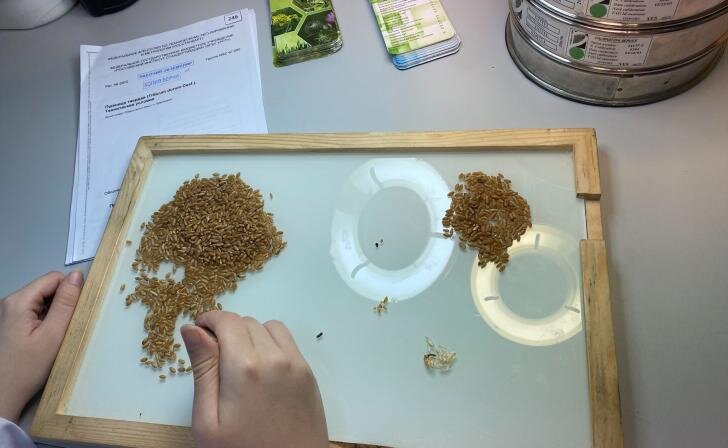    Центра оценки качества зерна