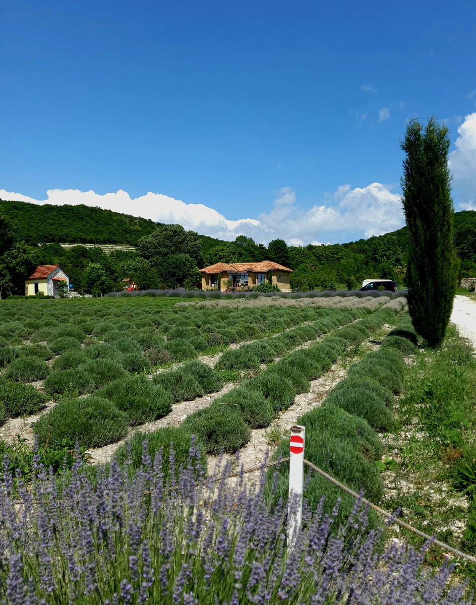 "Maison Des Plantes Aromatiques".