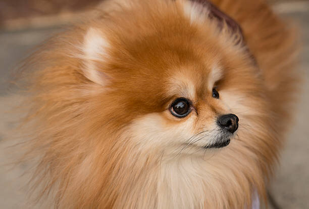 Померанский шпиц: советы по выбору щенка и уходу за ним