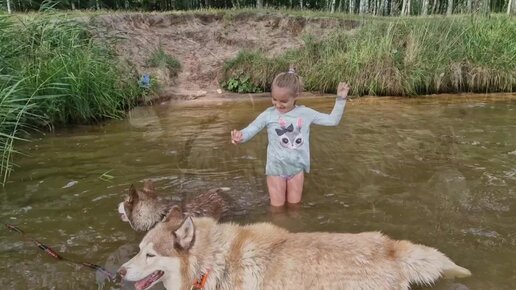 Семейный подряд по выгулу рыжунов. Как хорошо, когда есть одна умная собака, а вторая - весёлая😄