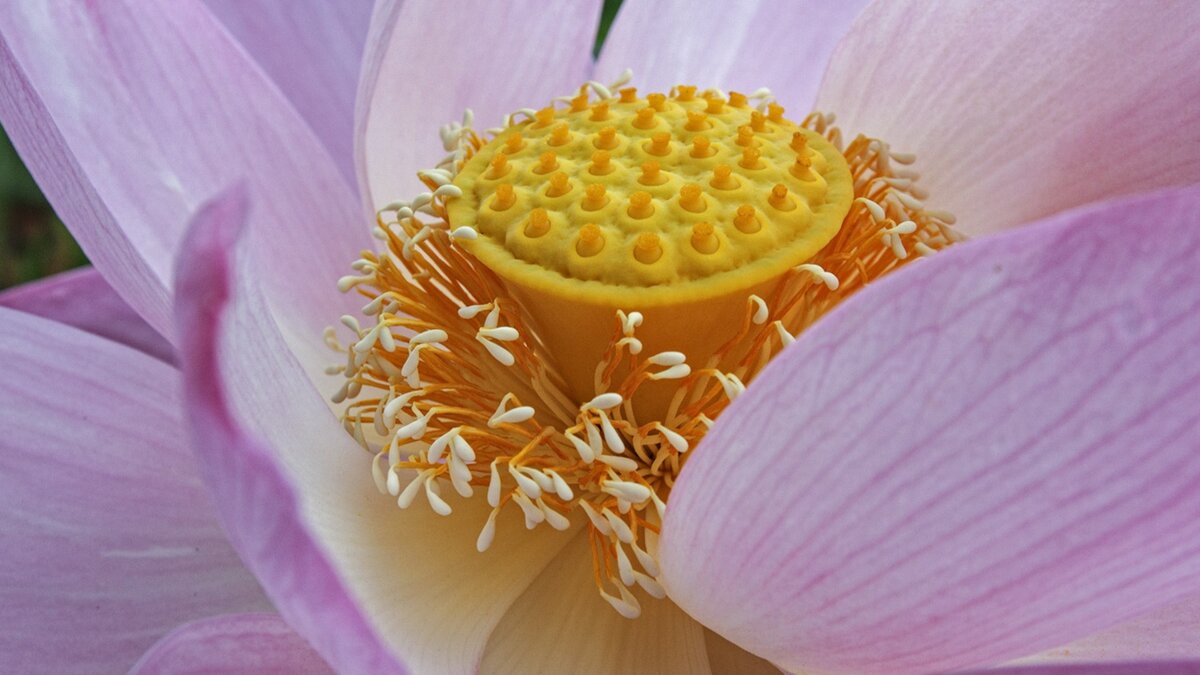     Туркомпании предлагают экскурсии к озерам для наблюдения за этими уникальными растениями, включая различные дополнительные услуги и условия.