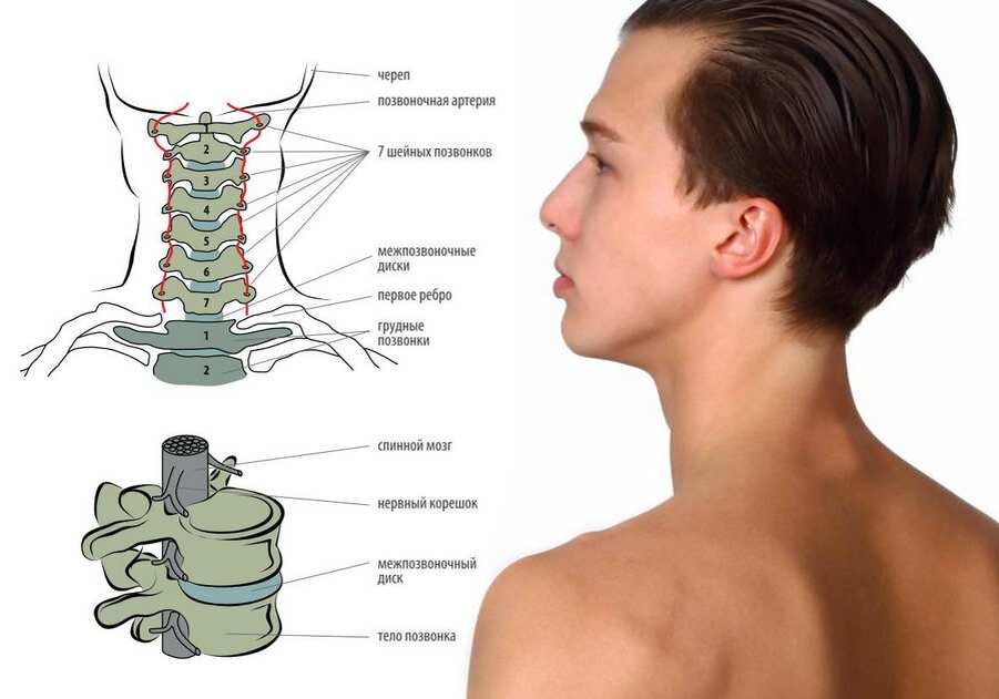 Скрип в шее. 6 Позвонок шейного отдела строение. Седьмой позвонок шейного отдела строение. Шейный отдел позвоночника шейный отдел позвоночника анатомия. Позвонки шеи человека анатомия.